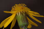 Golden groundsel